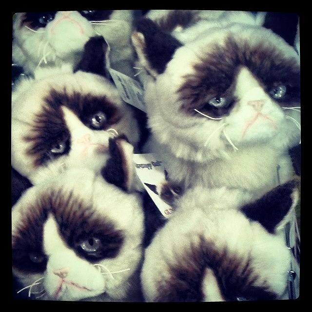 Grumpycat Photograph - A Basket Of #grumpycatdolls #grumpycat by Melissa Eve