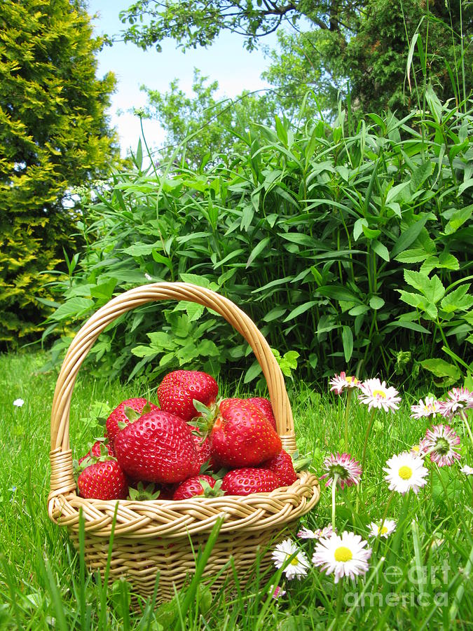 Strawberry Photograph - A basket of Strawberries by Ausra Huntington nee Paulauskaite