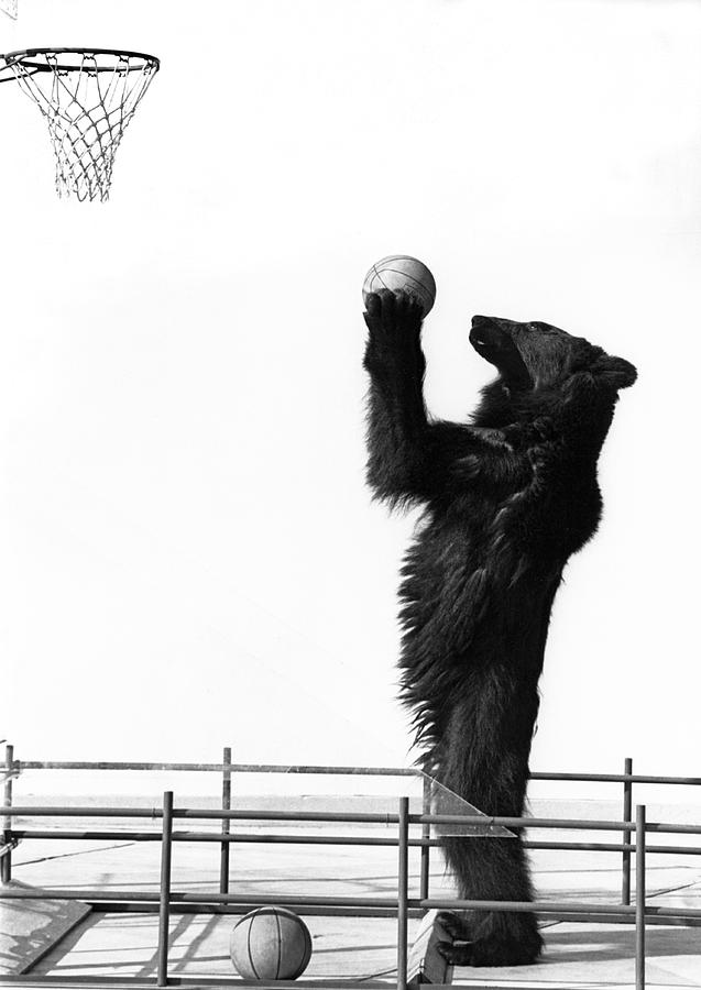 A Basketball Bear Photograph by Underwood Archives