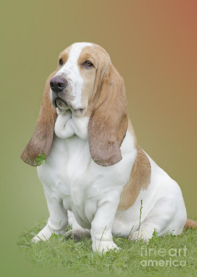 A Basset Hound Portrait Photograph by Linsey Williams