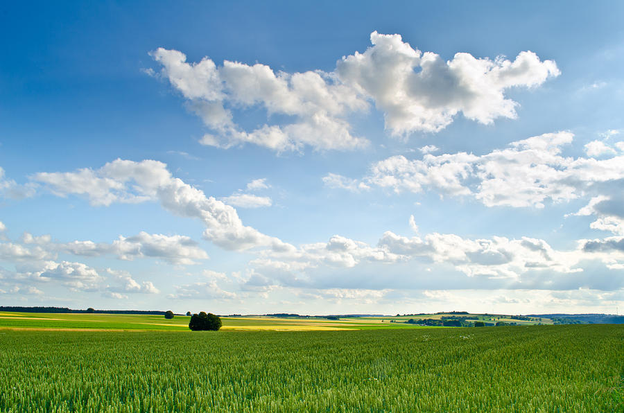 A Bavarian Field Photograph by Treadwell Images - Fine Art America