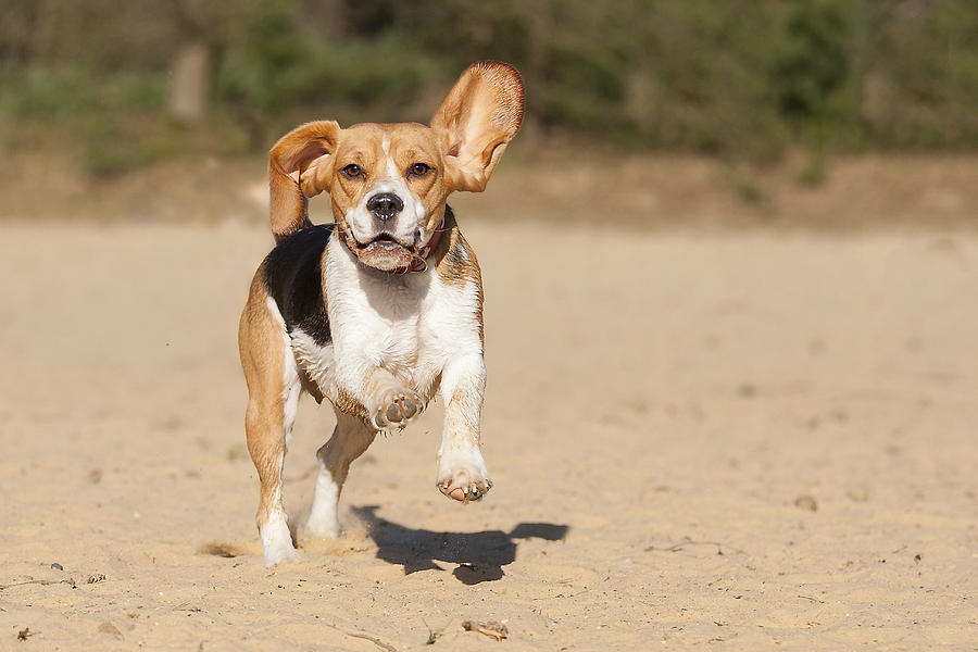 A Beagle running on 2 legs! Photograph by @Hans Surfer