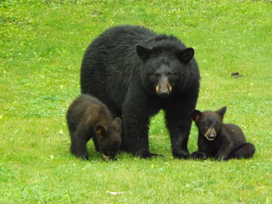 A Bear Family Photograph by Cheryl King - Fine Art America