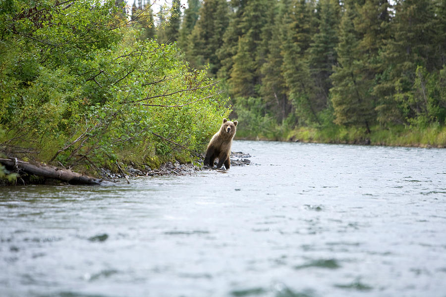 Lake Clark National Park Photograph - A Bear On The Banks Of A River by Corey Rich