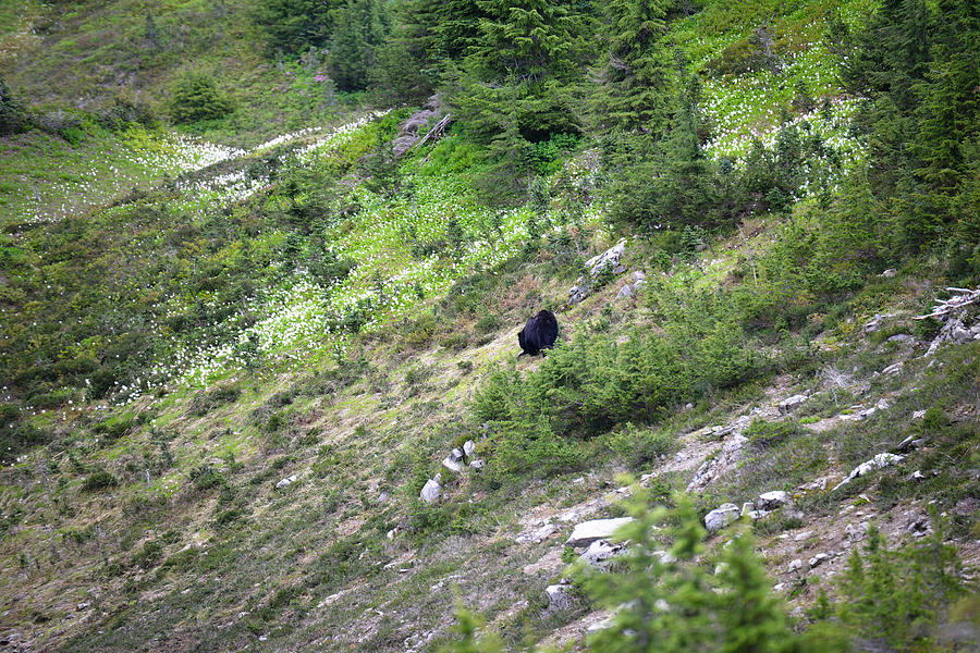 A Bear Out There Photograph by Ronda Broatch