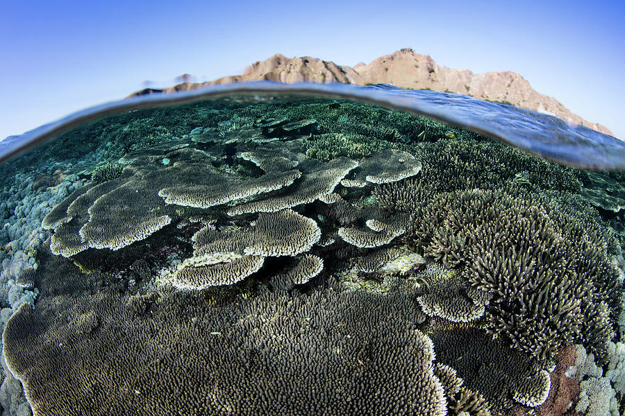 A Beautiful And Fragile Coral Reef Photograph By Ethan Daniels - Pixels