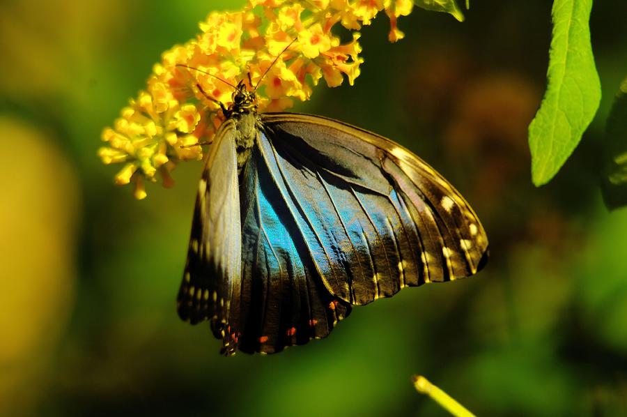 Butterfly Photograph - A beautiful butterfly by Jeff Swan