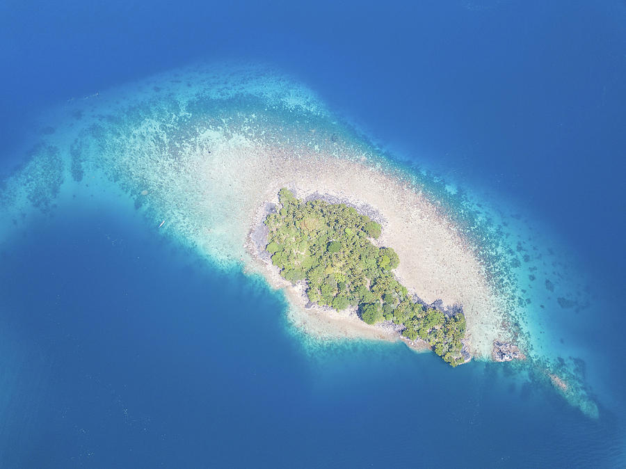 A Beautiful Coral Reef Grows Photograph By Ethan Daniels - Fine Art America