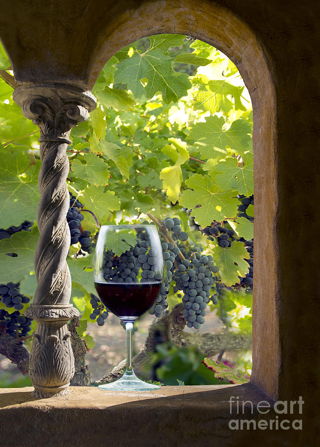 Grape Photograph - A Beautiful Day at the Vineyard by Jon Neidert
