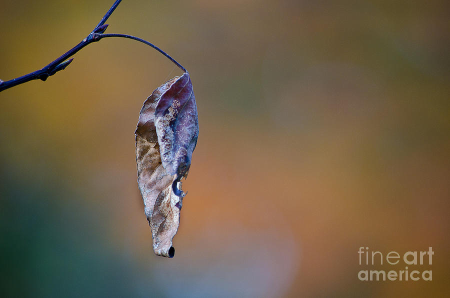 Fall Photograph - A Beautiful Death by Tiffany Rantanen