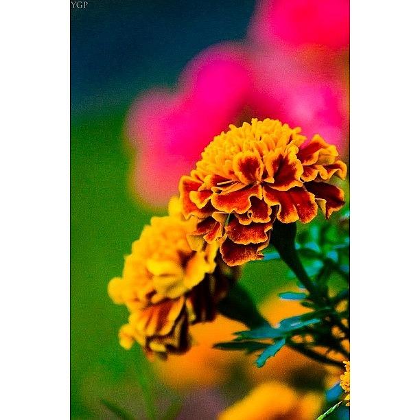 Flower Photograph - A Beautiful Fall Day Gave Way For Many by Yana Galanin