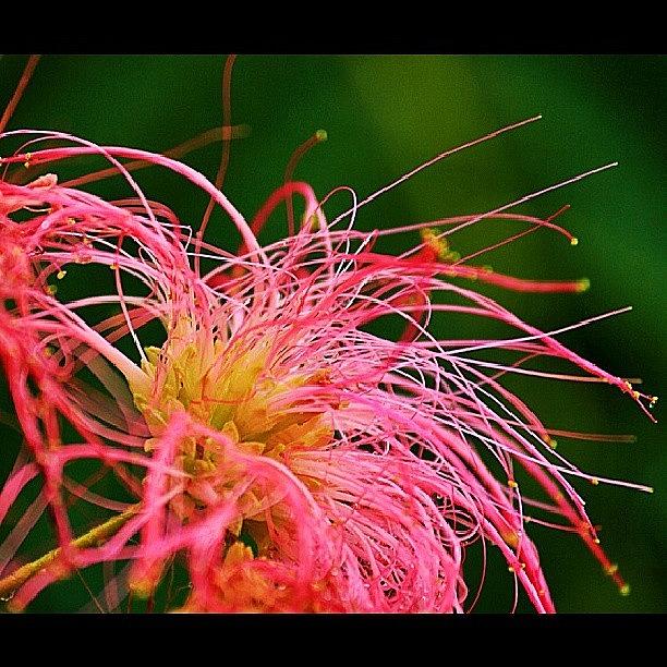 Nature Photograph - A Beautiful Flower From My Good Friend by Dalan Swenson