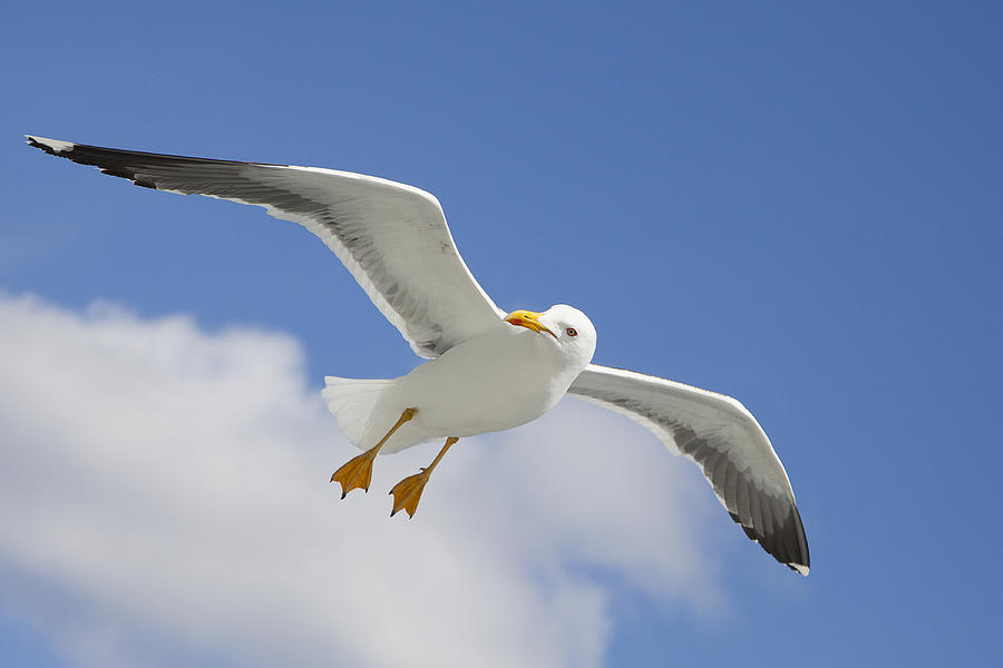 A beautiful gull Photograph by LuismiX