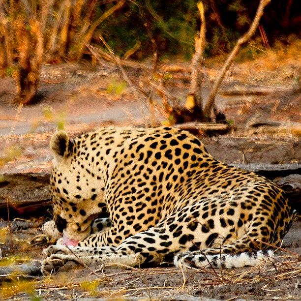 A Beautiful Leopard Photograph by Avi Dvilansky