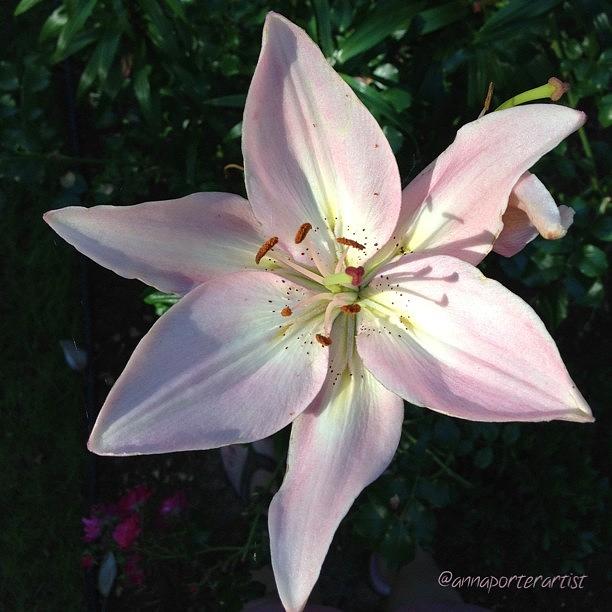 Flower Photograph - A Beautiful Lily In My Garden, Evening by Anna Porter