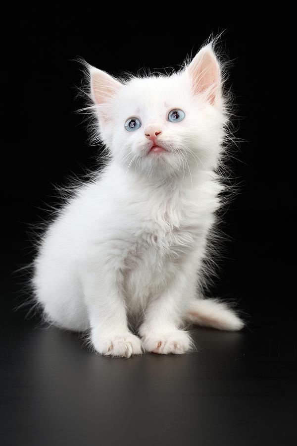 A Beautiful Little White Cat With Wonderful Blue Eyes Photograph by ...