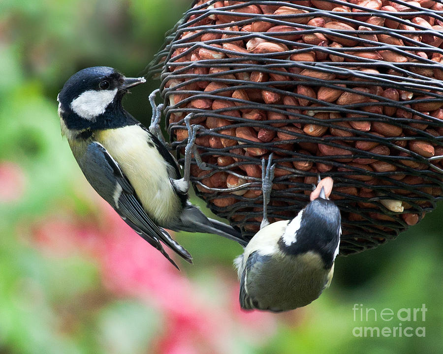 A Beautiful Pair of Tits Photograph by Terri Waters
