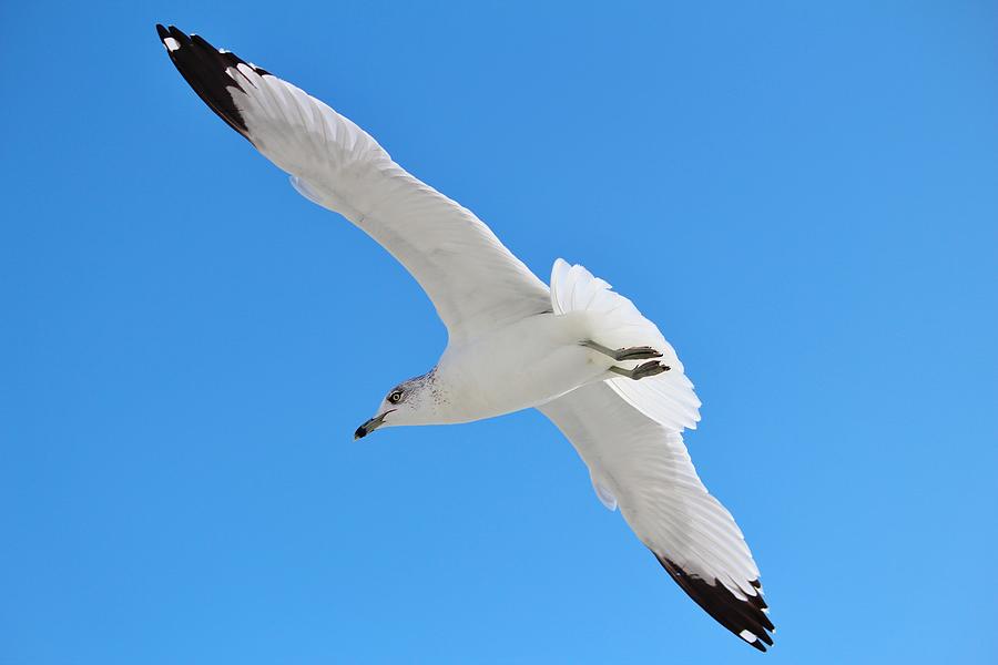 Seagull Photograph - A Beautiful Seagull by Cynthia Guinn