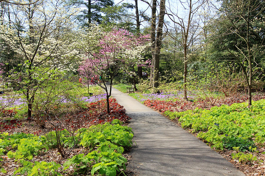 A Beautiful Spring Walk Photograph by Trina  Ansel