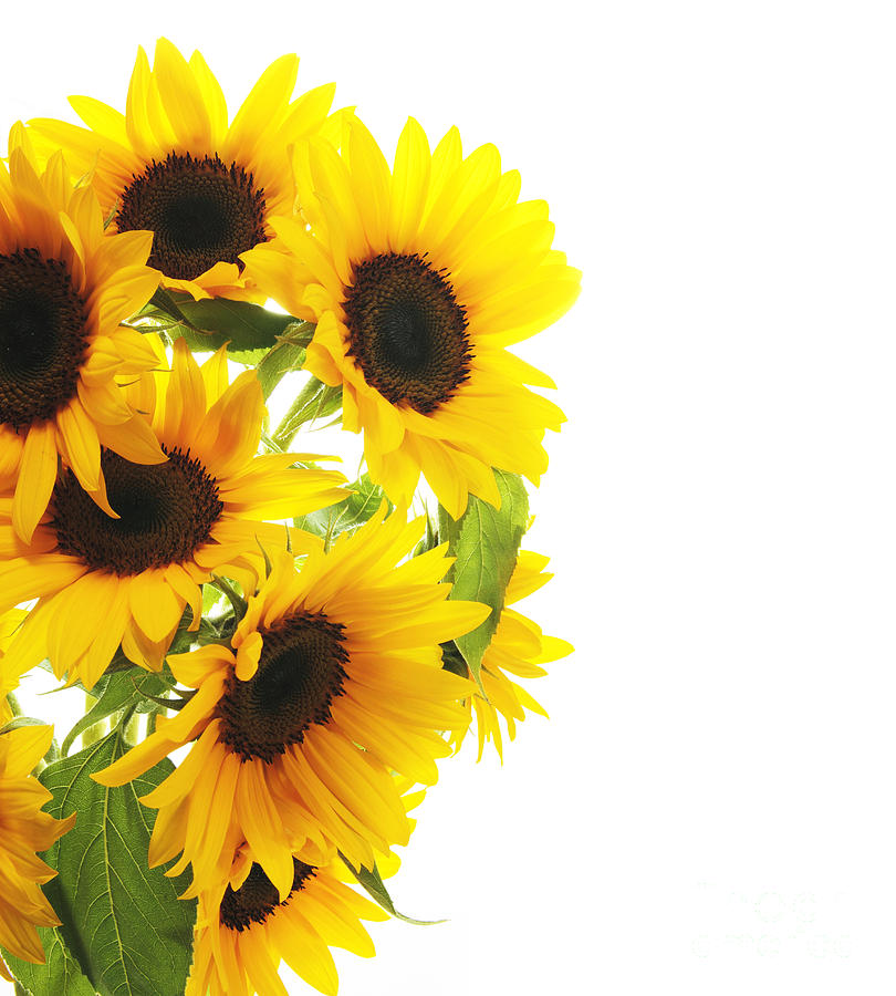 Sunflower Photograph - A Beautiful Sunflower by Boon Mee