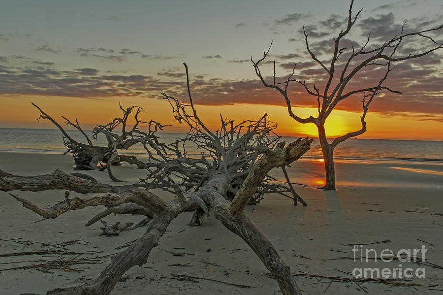 A Beautiful Sunrise at Driftwood Beach Jekyll Island Georgia Photograph by Willie Harper