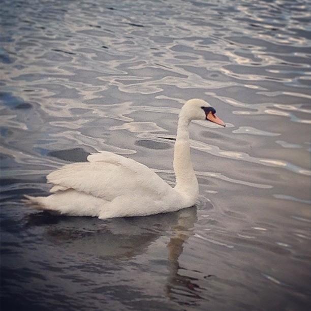 Swan Photograph - A Beautiful Swan Swimming At Hyde Park by Shirly Sham
