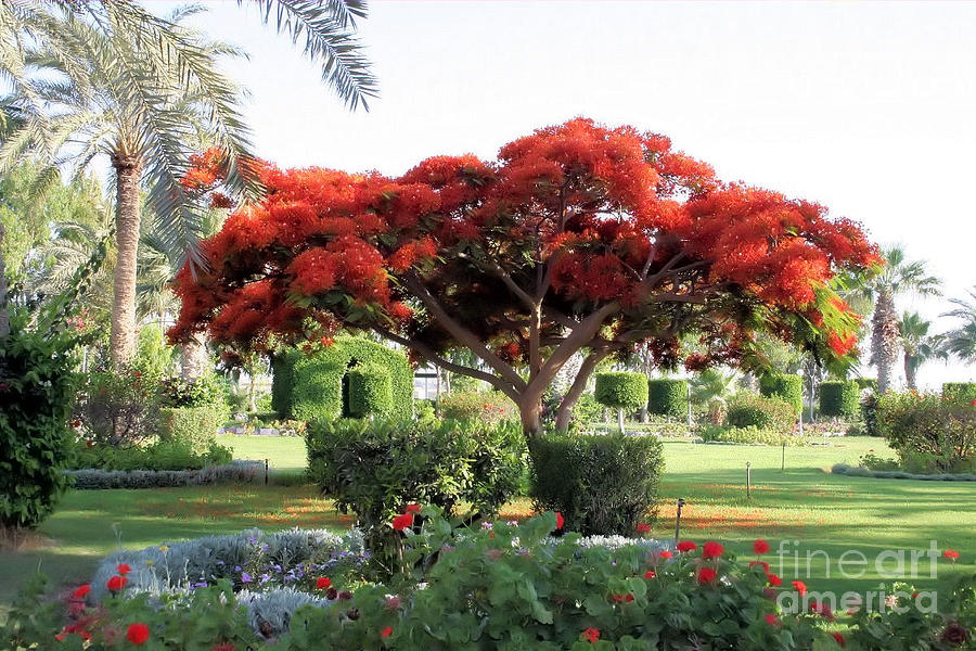 A Beautiful Tree In Montaza Park Alexandria Egypt Photograph by Christy
