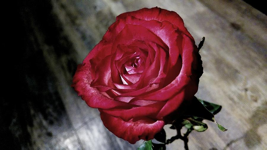 Rose Photograph - A Beauty by Kevin D Davis
