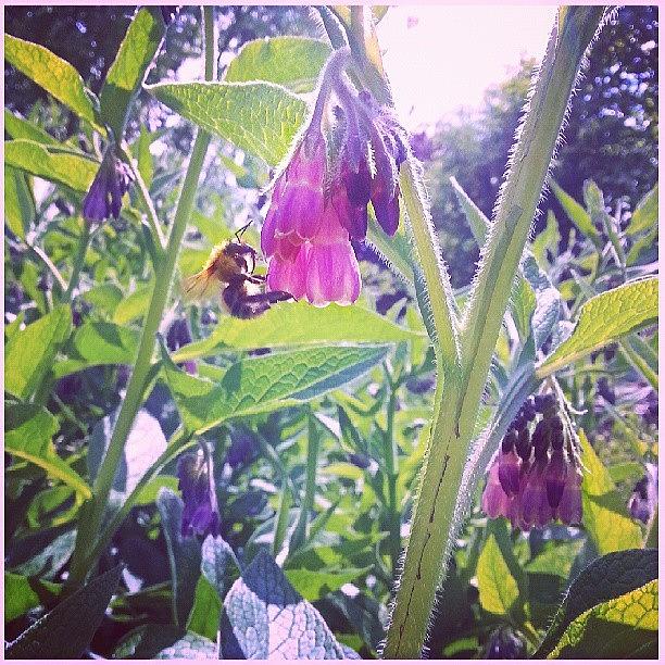 Summer Photograph - A #bee & #flowers,  #pendinas by Linandara Linandara