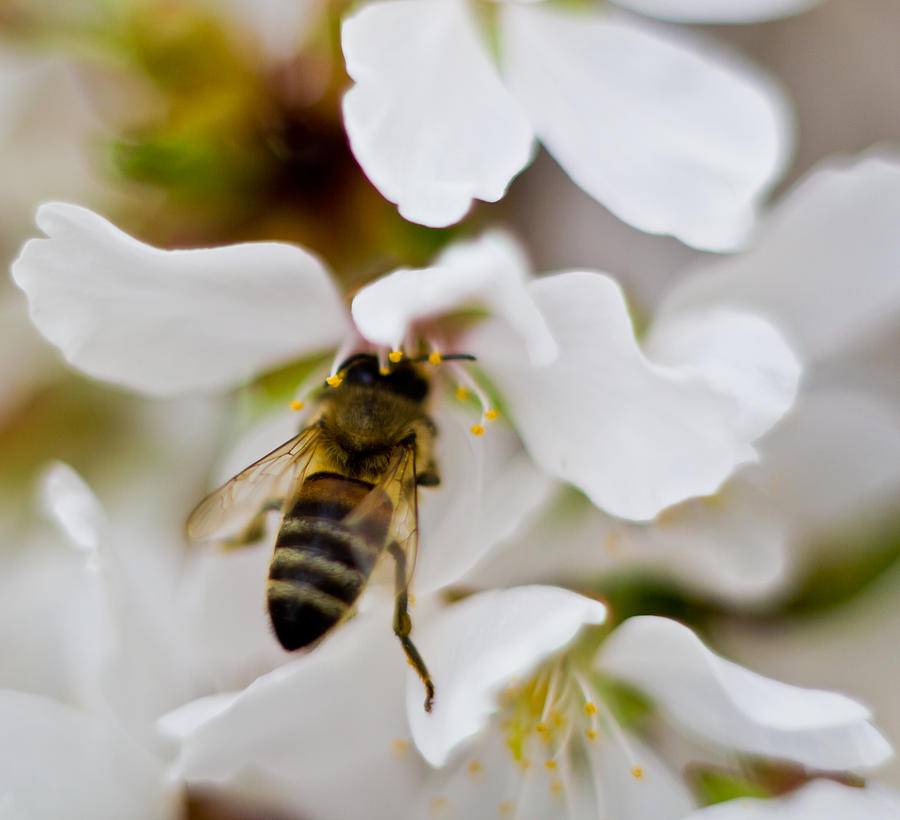 A Bee in a Flower Photograph by Jonny D