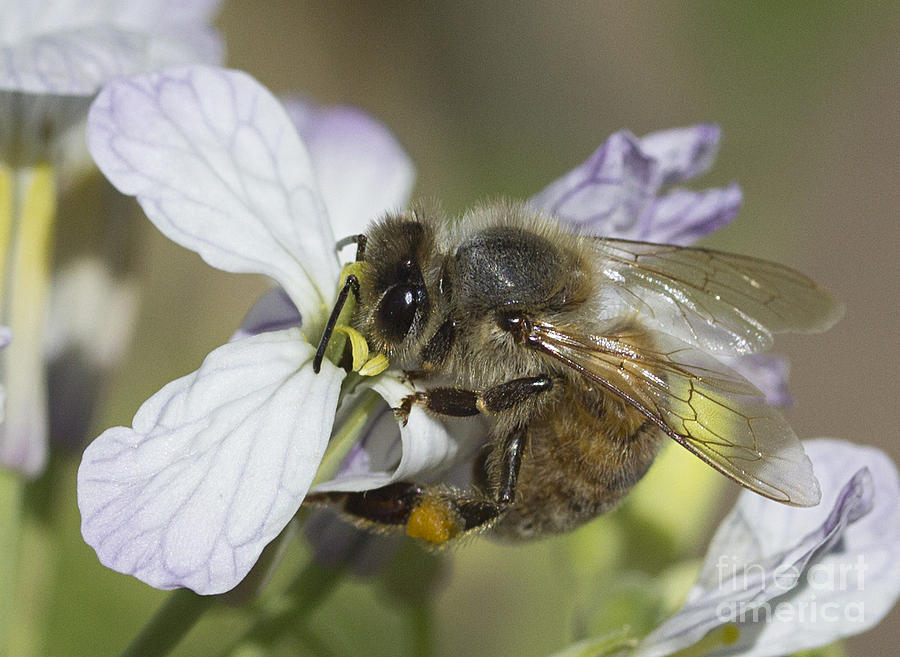 A Bee in the Garden Photograph by Morgan Wright