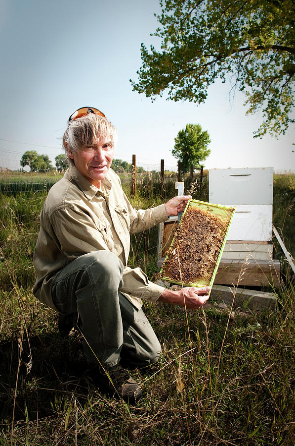 Adult Photograph - A Bee Keeper Checks On The Health by Randall Levensaler Adult Photograph - A Bee Keeper Checks On The Health by Randall Levensaler