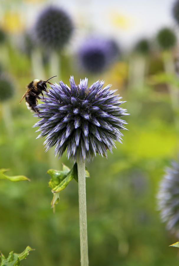 A Bee On A Flower  Scottish Borders Photograph by John Short