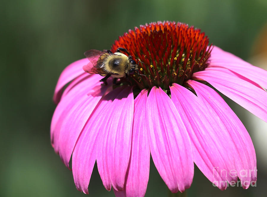 A Bee on the HighLine Photograph by Steven Spak