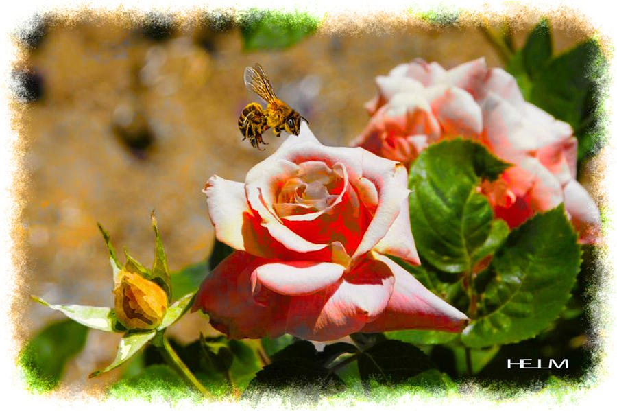 A Bees day  Photograph by Mayhem Mediums