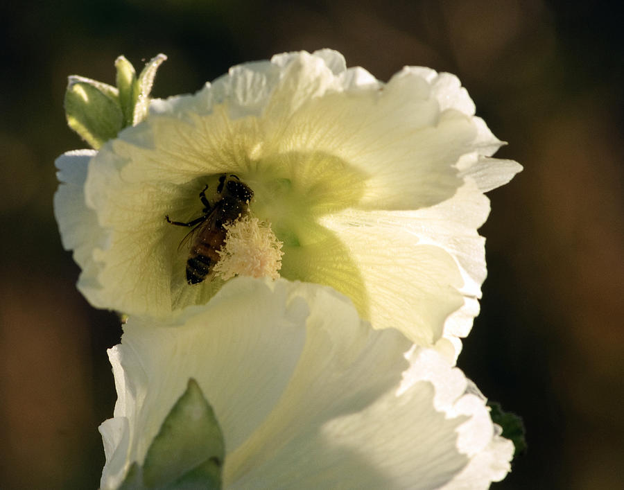 A Bees Hollyhock  Photograph by Eric Rundle