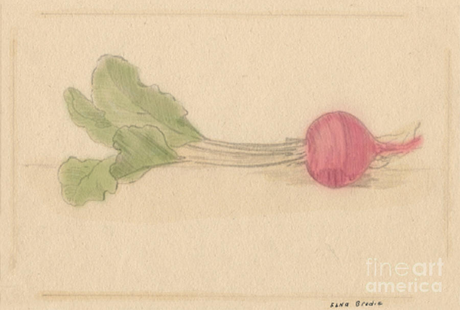 A Beet and Greens Drawing by Donna L Munro