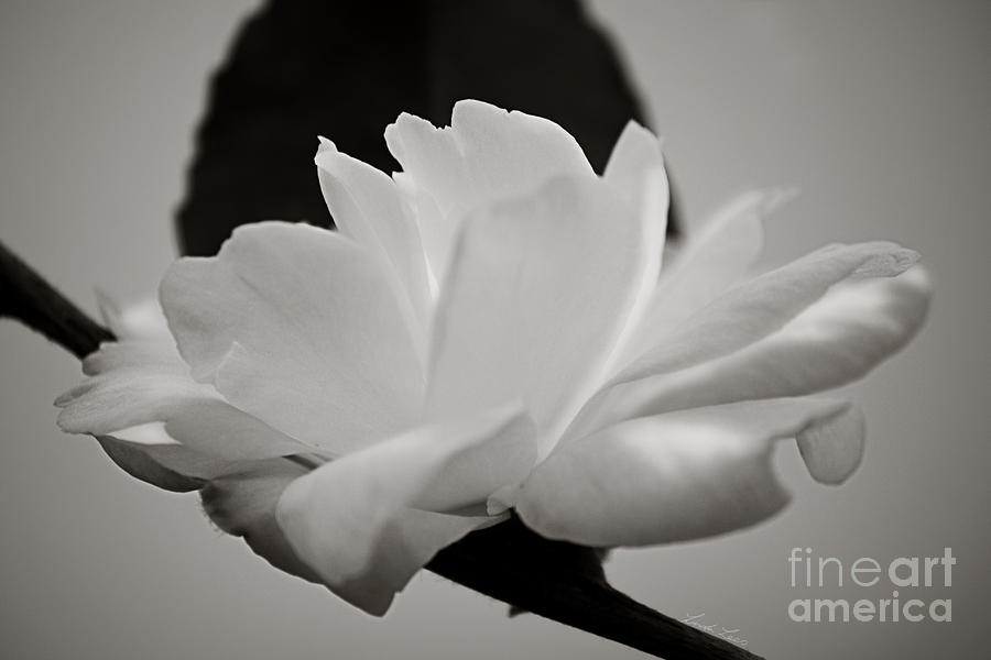 Flower Photograph - A Belief in Tomorrow by Linda Lees