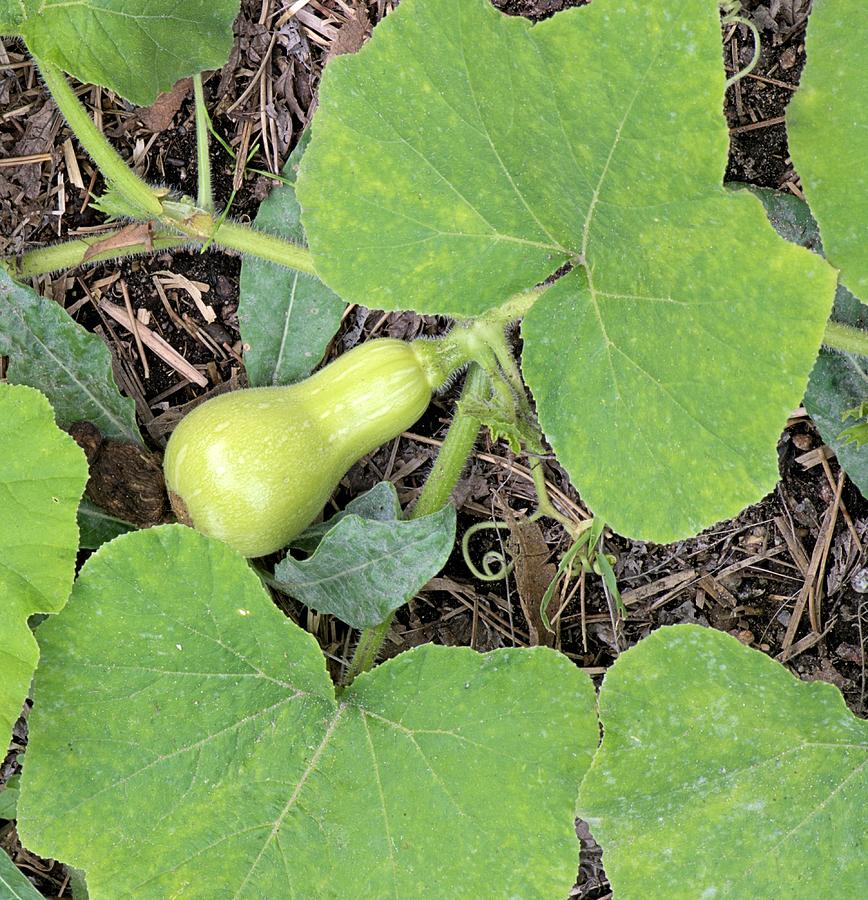 Nature Photograph - A Bell Shaped Squash by Andrew Miles Nature Photograph - A Bell Shaped Squash by Andrew Miles