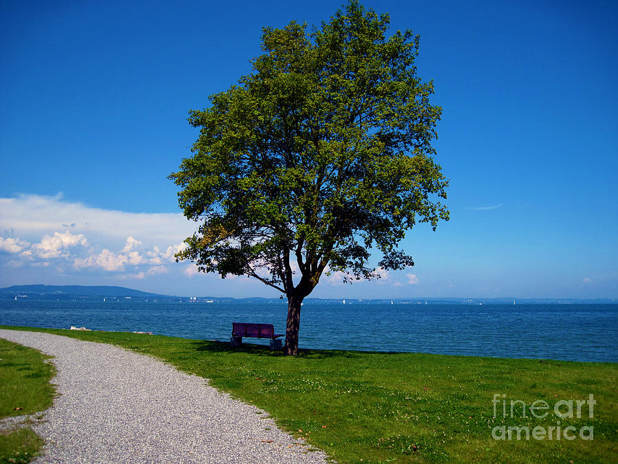 A Bench at the Lake of Konstanz Photograph by Susanne Van Hulst