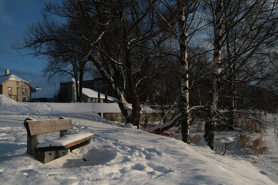 Winter Photograph - A bench in the snow and white birch trees by Mu Mt