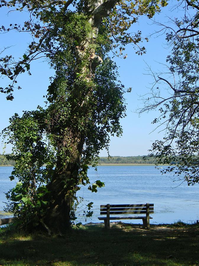 A Bench on the Bay Photograph by Jean Goodwin Brooks