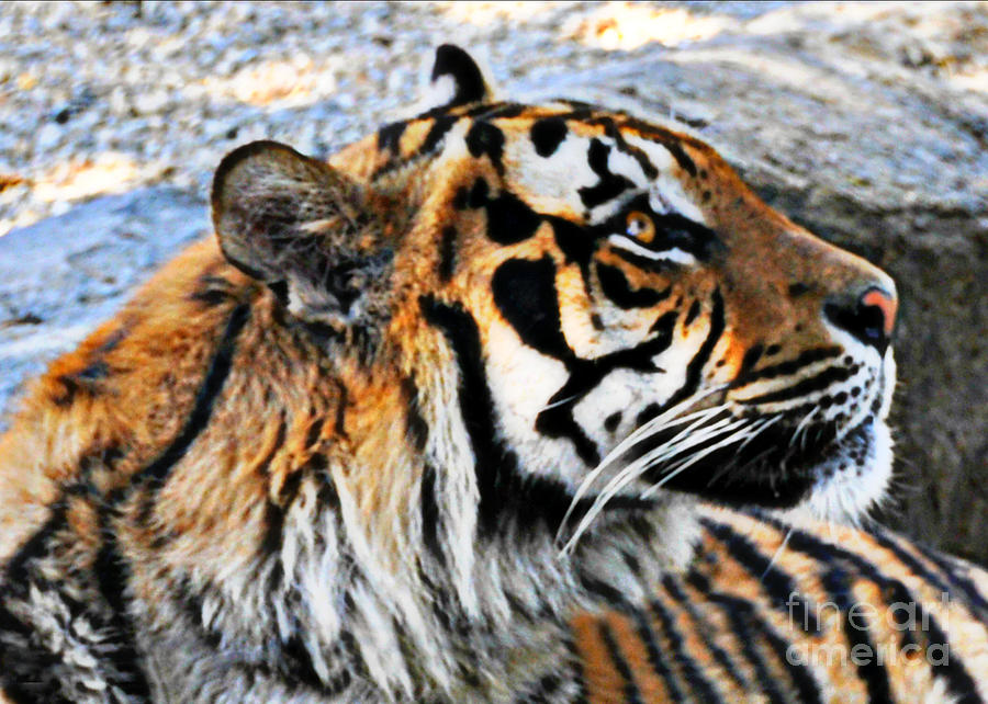 A Bengal Tiger Profile  Photograph by Mindy Bench