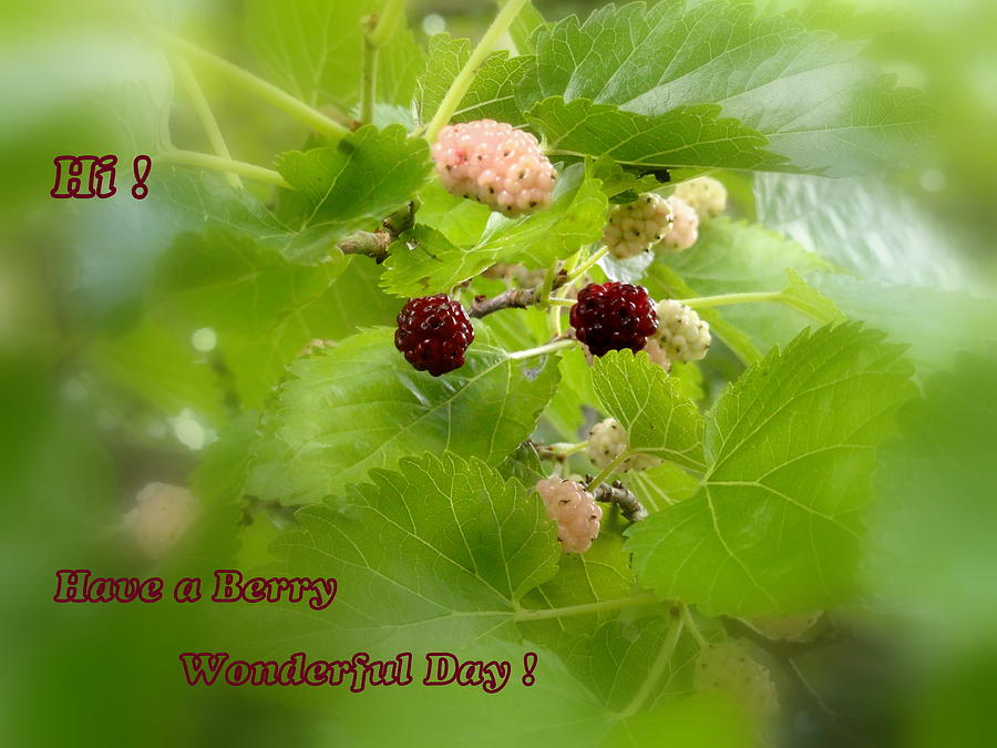 A Berry Wonderful Day Photograph by Mary Beth Landis
