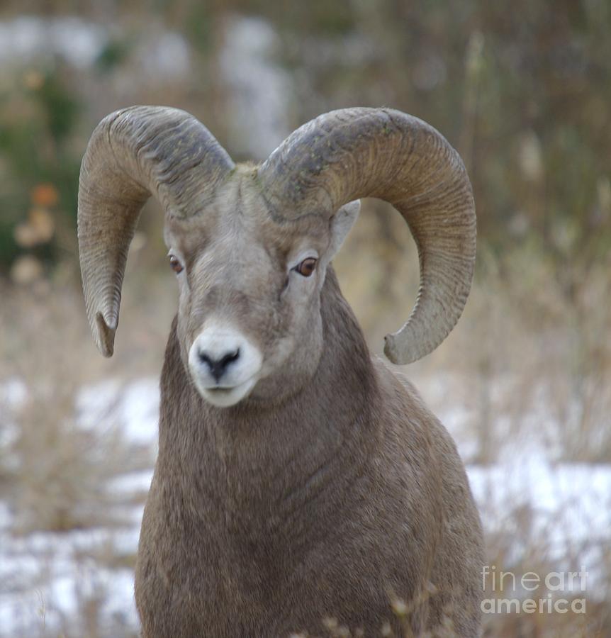 Animal Photograph - A Big Big Horn  Ram  by Jeff Swan