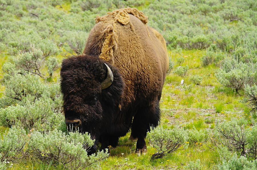 A big bison Grazing Photograph by Jeff Swan