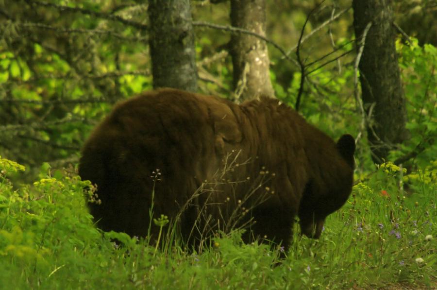 A Big Bruin Photograph by Jeff Swan