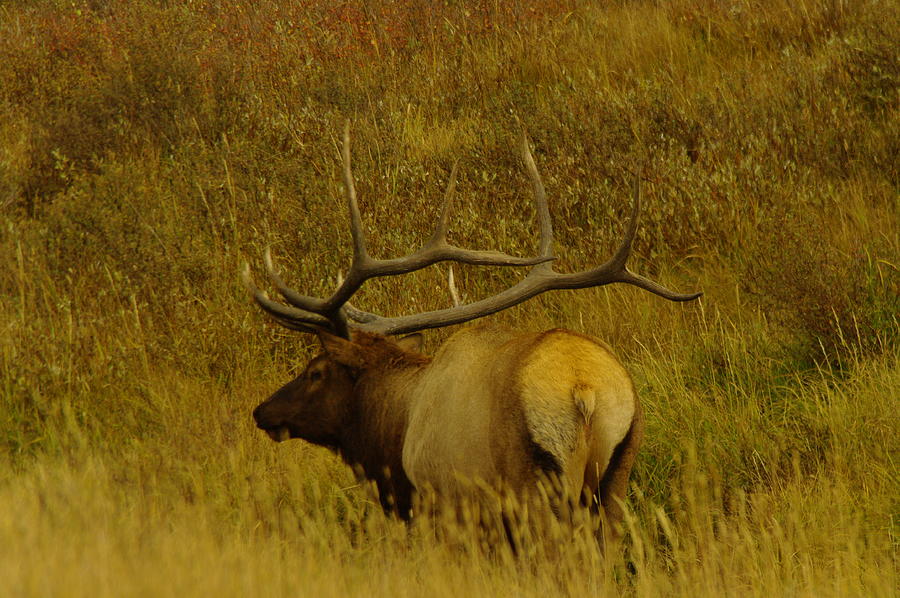 A big Bull Elk Photograph by Jeff Swan