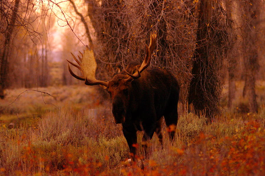 A big bull moose Photograph by Jeff Swan