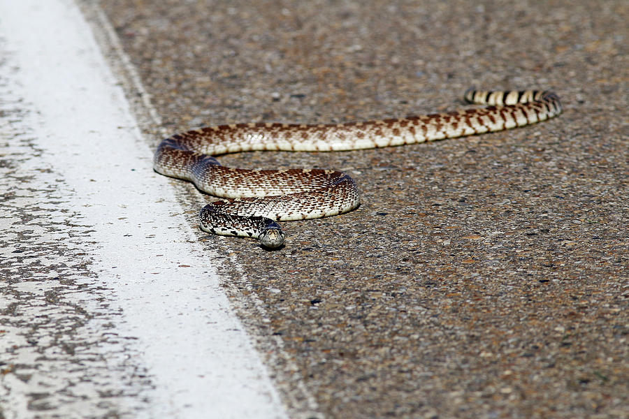 A Big Bull Snake Makes His Way Photograph by Todd Korol